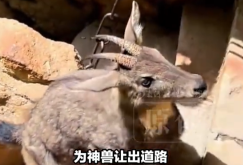 游客爬华山偶遇“姜子牙坐骑” 纷纷让路行注目礼