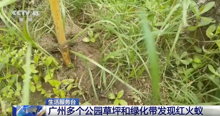 别碰、别踩，发现这种蚂蚁立即上报