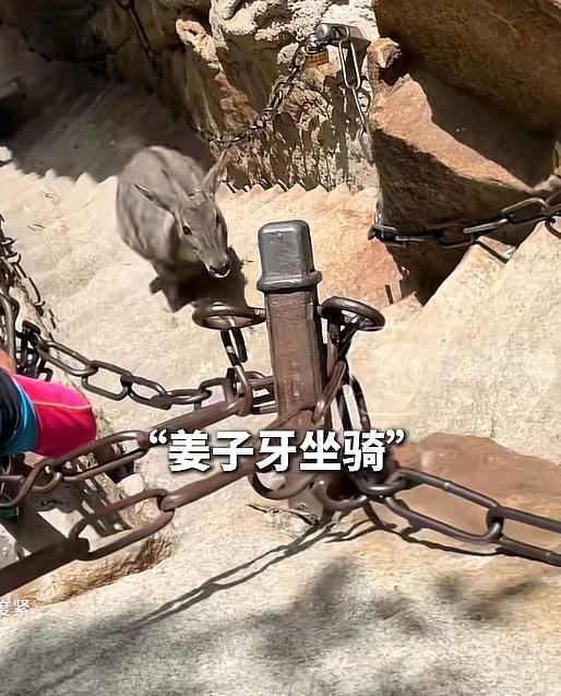 华山陡道惊现“四不像”拦路！酷似姜子牙坐骑