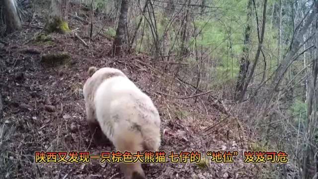 七仔地位岌岌可危