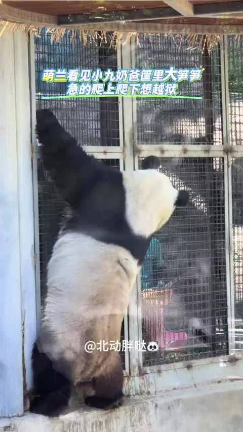 萌兰看见小九家的大笋笋，急得想越狱