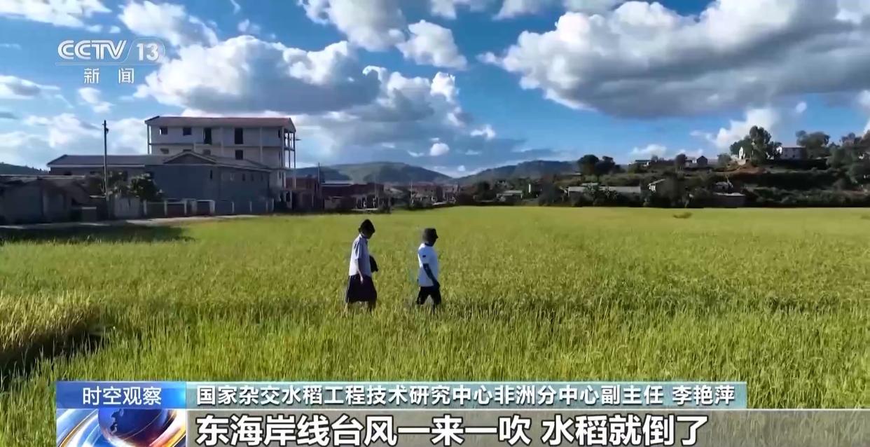 致敬!袁隆平墓前有一碗非洲农民的大米