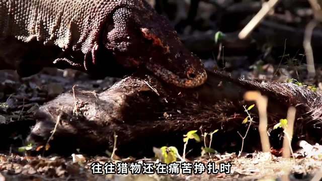 科莫多巨蜥千米追踪猎物,毒液致肌肉麻痹