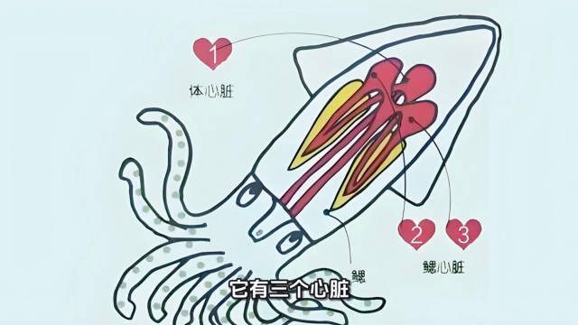 章鱼：来自深海的八爪变形金刚