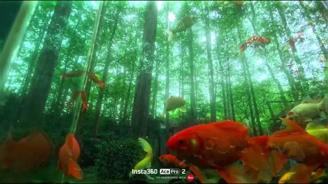 梦核金鱼｜这个小众林间鱼缸也太治愈了