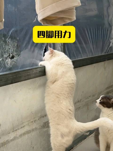 《爱妃越狱续集》 本想越狱续前缘，结果卡在出门前