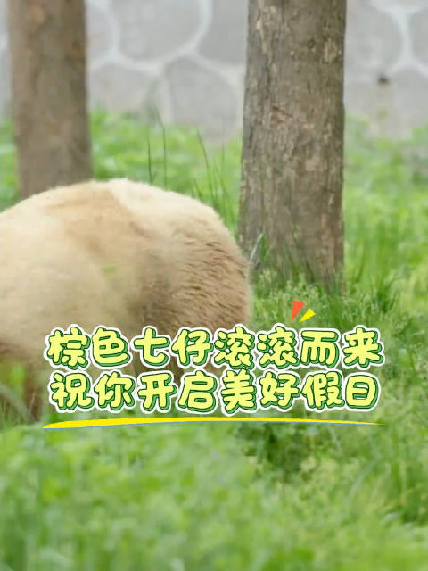 可爱！棕色七仔治愈假日时光