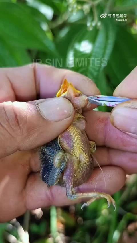 小伙用镊子救活被寄生虫折磨的小鸟