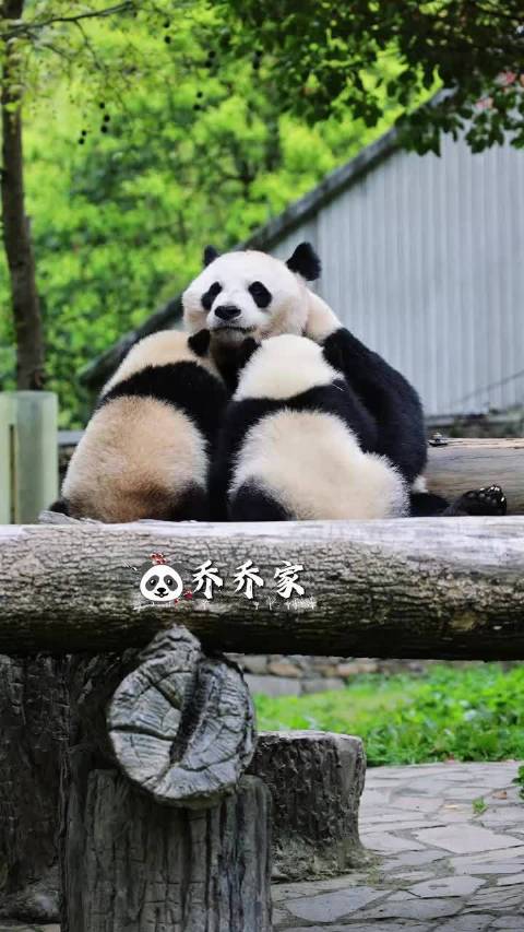 大熊猫乔乔携双胞胎宝宝五一亮相，乔小九姚小八萌态吸睛