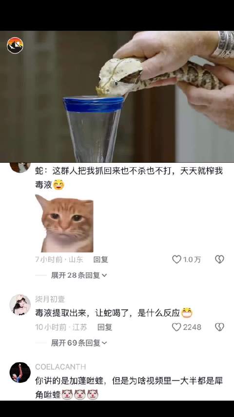 提取加蓬嘶蝰的毒液，随后将它注射进人的血液，会发生什么？ 动物世界｜蛇