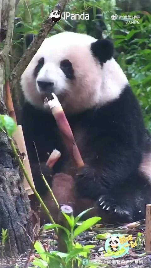 花花吃笋两只手都不闲着