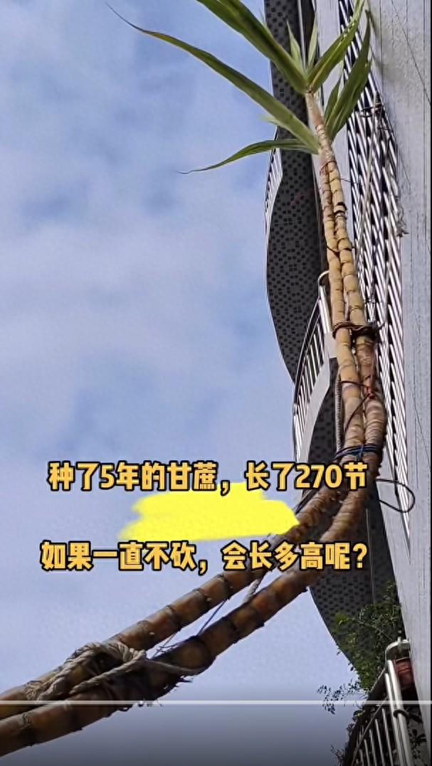 广西的几棵甘蔗火了,种了5年,长出270节,网友:姚明也种不出吧