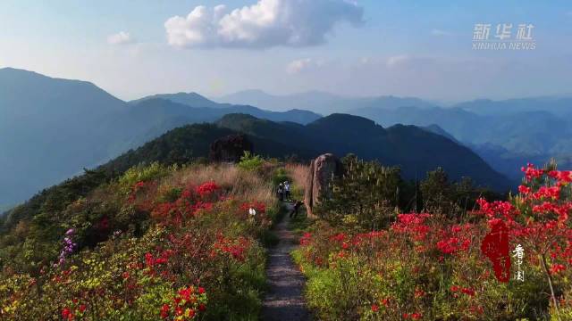 邂逅漫山遍野杜鹃花海
