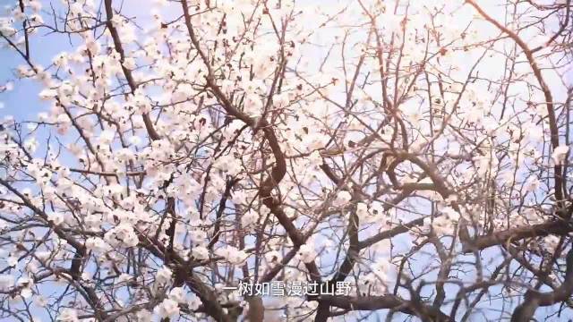 环翠春日繁花漫卷，王楚钦对战沃克