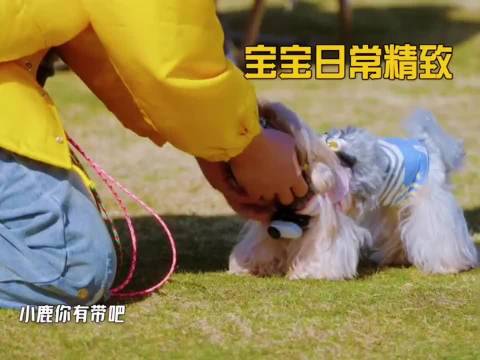 《五哈》狗GOGO乐园！邓超陈赫鹿晗范志毅老舅同框，又尬又好笑！