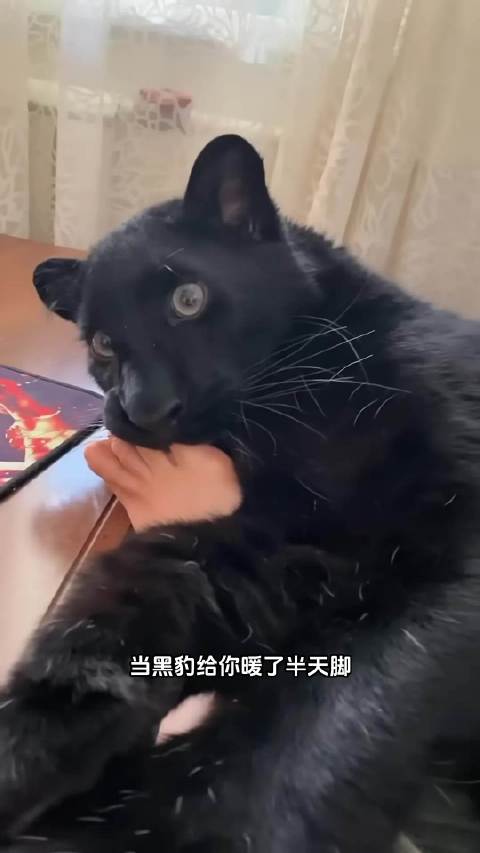 谁能拒绝这么一只憨憨可爱的黑豹