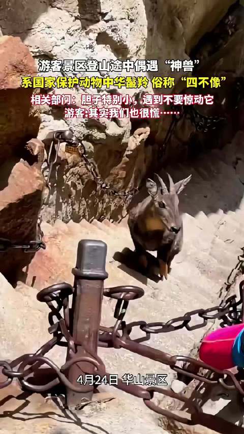 游客爬华山偶遇姜子牙坐骑