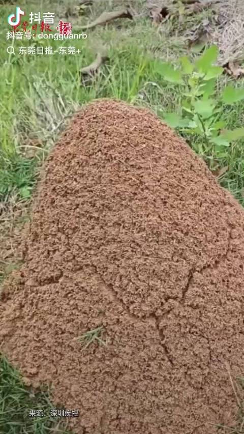 注意！见到这种小红土堆快远离！