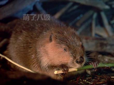 河狸：苦尽甘来，终成兽中翘楚