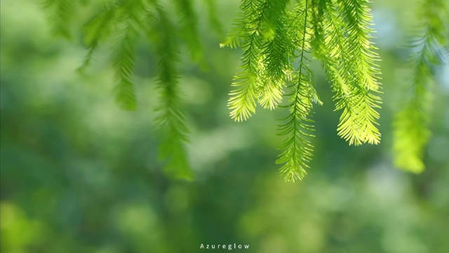 张婧仪周也等明星初夏氛围感壁纸素材上线