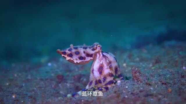 蓝环章鱼遇险亮蓝环示警，剧毒无解药致命
