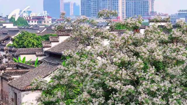 循着李云霄歌声漫步浙江古朴街巷
