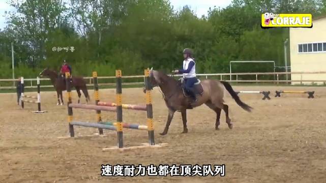汗血宝马，马中贵族马中超跑