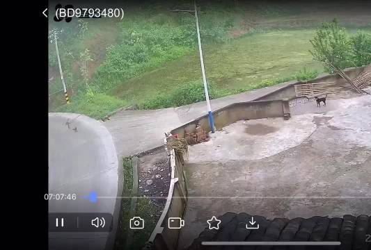 狗狗驱赶大货车救鸡未果仍获赞