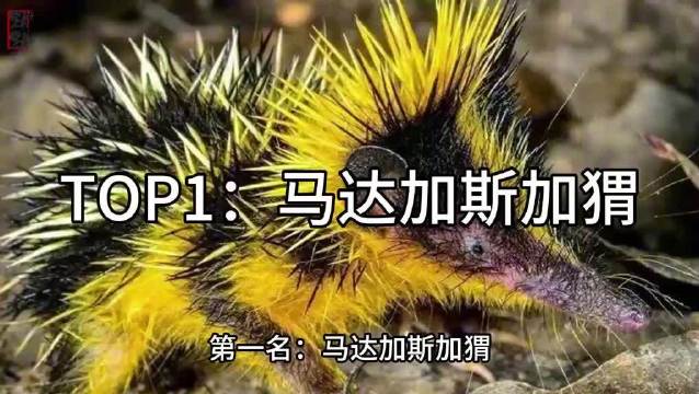 马达加斯加猬现身，黄黑条纹尖刺造型独特