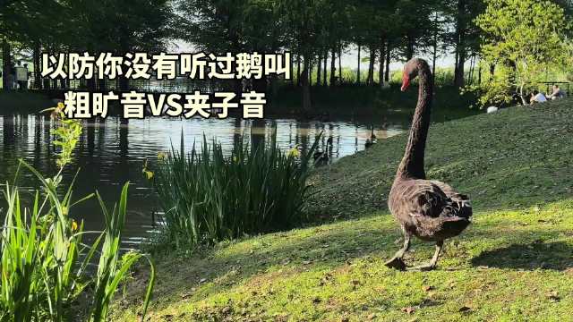 天鹅叫声似货车喇叭引热议