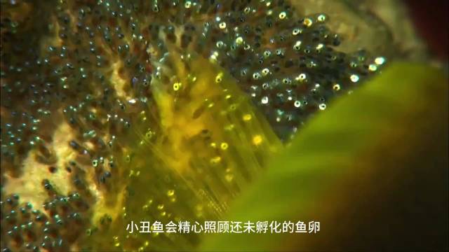 小丑鱼与海葵共生：粘液护体、互惠互利