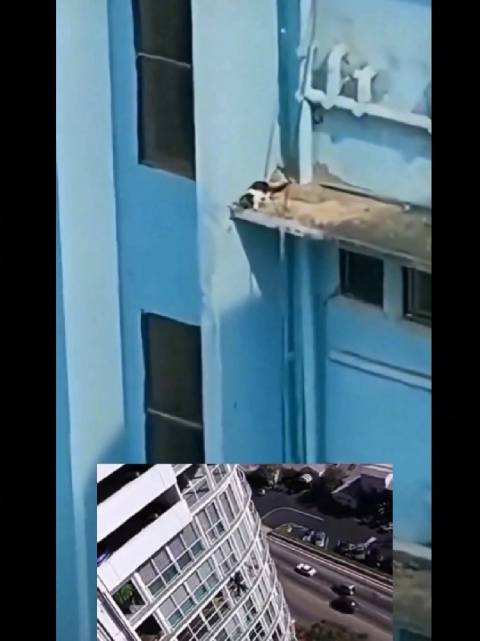 一看就是李连杰家的猫 ！