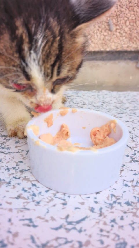 流浪猫越狱扰民，居民连夜寻箱未果