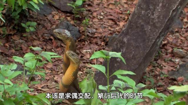揭开冷血王蛇同类相残的残酷真相