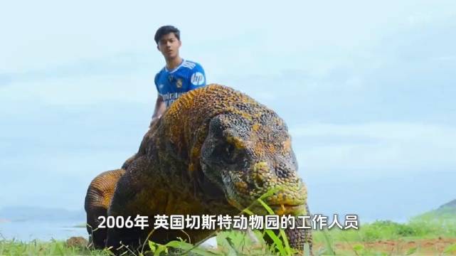 科莫多巨蜥孤雌繁殖，毒液替代细菌成致命武器