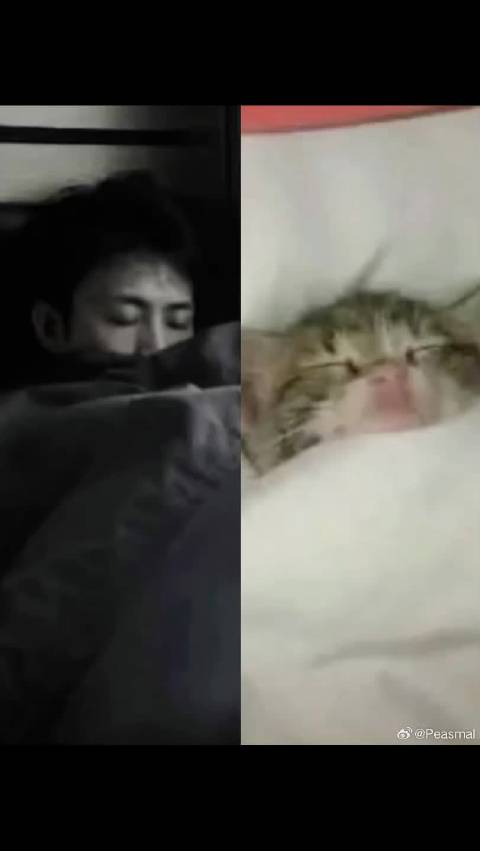 可爱的猫猫@Peasmal