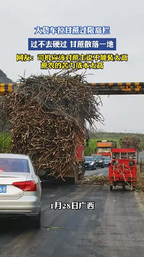 大货车拉甘蔗过限高栏，过不去硬过甘蔗散落一地