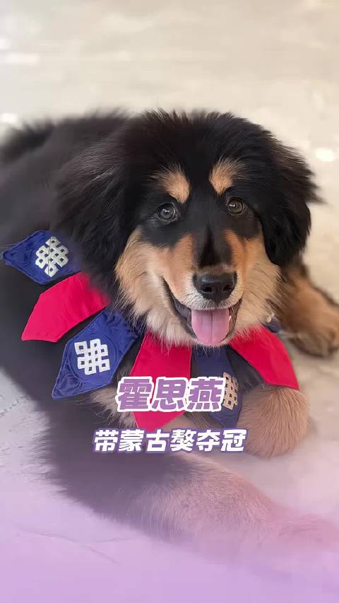 爱宠人士做什么都会成功的