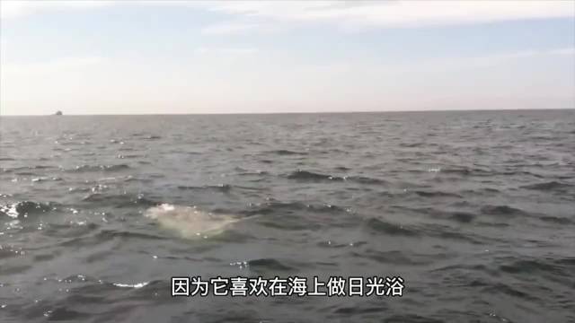 翻车鱼深海觅食习性揭秘，幼鱼生长快携40种寄生虫