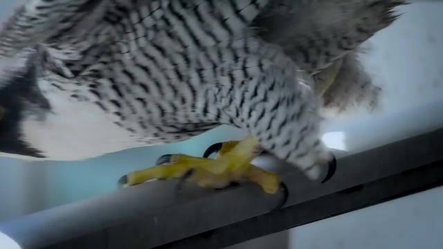 猛禽甘拜下风：时速 389 公里的游隼