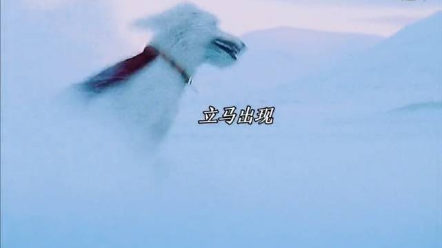 超人：真的被这段看哭，狗狗的爱永远真诚！