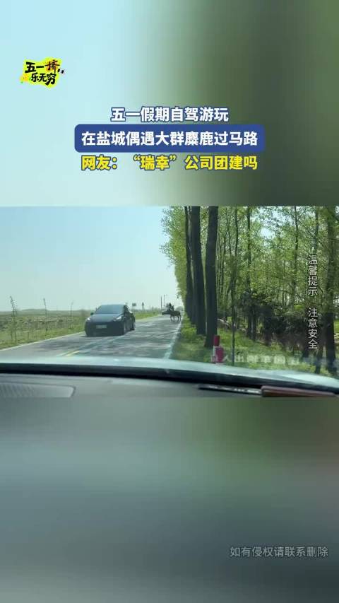 五一假期自驾游玩，在盐城偶遇大群麋鹿过马路，网友：“瑞幸”公司团建吗！