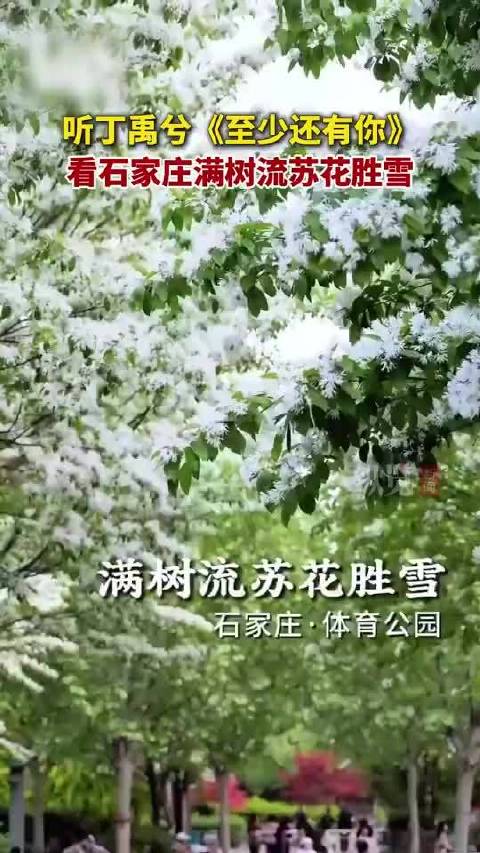石家庄体育公园流苏花盛放，丁禹兮歌声伴花香