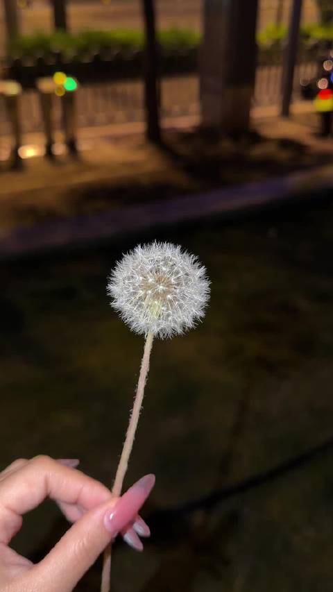 情侣夜晚偶遇流浪猫教吃猫条，躺树下感受宁静时光