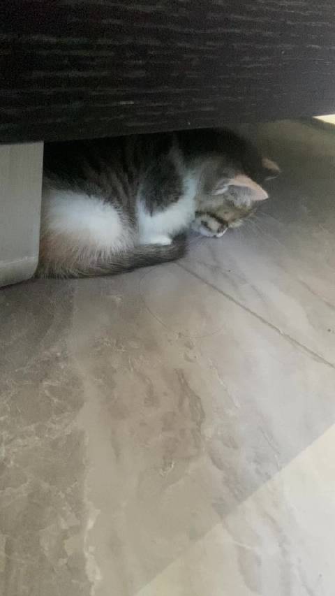 从绍兴市流浪小动物保护中心领养的小猫宝贝，我会努力照顾它！