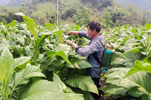 广西罗城烟草：生态防控铺绿径 科学管护提质效