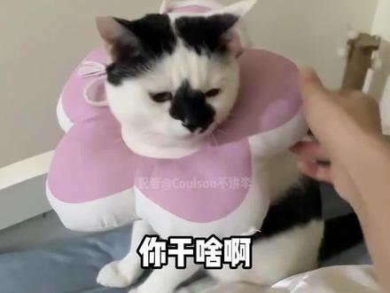你卤味的真当鼠鼠cos蝙蝠侠呢？！
