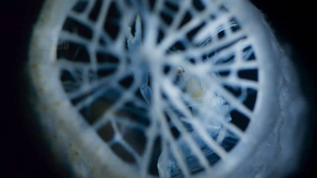 深海俪虾与海绵共生，象征白头偕老