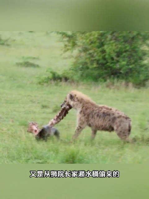 鬣老二啃食角马脊骨，差点被噎住 有趣的动物世界