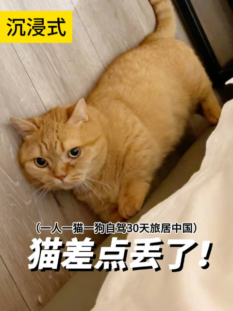 女子带猫狗自驾游长沙首日遇突发状况